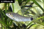 crossocheilus reticulatus crossocheilus reticulatus