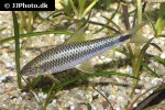 crossocheilus reticulatus crossocheilus reticulatus