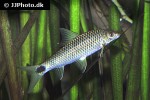 crossocheilus reticulatus crossocheilus reticulatus