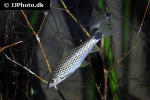 crossocheilus reticulatus crossocheilus reticulatus