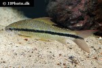 crossocheilus species crossocheilus species
