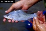 cyclocheilichthys apogon cyclocheilichthys apogon