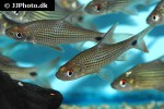 cyclocheilichthys apogon cyclocheilichthys apogon