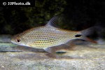 cyclocheilichthys apogon cyclocheilichthys apogon