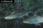 cyclocheilichthys enoplos cyclocheilichthys enoplos