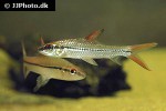cyclocheilichthys janthochir cyclocheilichthys janthochir