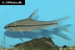 cyclocheilichthys janthochir cyclocheilichthys janthochir