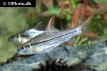 cyclocheilichthys janthochir cyclocheilichthys janthochir