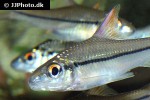 cyclocheilichthys janthochir cyclocheilichthys janthochir