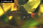 epalzeorhynchos bicolor epalzeorhynchos bicolor