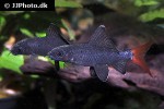 epalzeorhynchos bicolor epalzeorhynchos bicolor