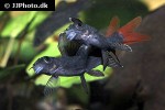 epalzeorhynchos bicolor epalzeorhynchos bicolor