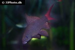 epalzeorhynchos bicolor epalzeorhynchos bicolor