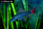 epalzeorhynchos bicolor epalzeorhynchos bicolor