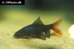 epalzeorhynchos bicolor epalzeorhynchos bicolor