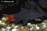 epalzeorhynchos bicolor epalzeorhynchos bicolor