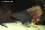 epalzeorhynchos bicolor epalzeorhynchos bicolor