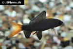 epalzeorhynchos bicolor epalzeorhynchos bicolor