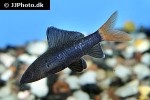 epalzeorhynchos bicolor epalzeorhynchos bicolor