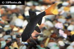 epalzeorhynchos bicolor epalzeorhynchos bicolor