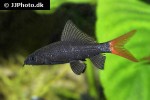 epalzeorhynchos bicolor epalzeorhynchos bicolor
