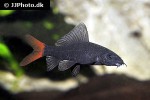 epalzeorhynchos bicolor epalzeorhynchos bicolor