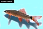 epalzeorhynchos frenatum epalzeorhynchos frenatum