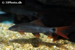 epalzeorhynchos frenatum epalzeorhynchos frenatum