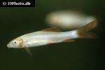 epalzeorhynchos frenatum albino epalzeorhynchos frenatum albino