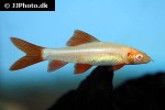 epalzeorhynchos frenatum albino epalzeorhynchos frenatum albino