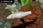 epalzeorhynchos frenatum albino epalzeorhynchos frenatum albino