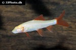 epalzeorhynchos frenatum albino epalzeorhynchos frenatum albino