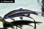 epalzeorhynchos kalopterus epalzeorhynchos kalopterus
