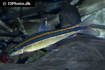 epalzeorhynchos kalopterus epalzeorhynchos kalopterus
