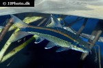 epalzeorhynchos kalopterus epalzeorhynchos kalopterus