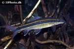 epalzeorhynchos kalopterus epalzeorhynchos kalopterus