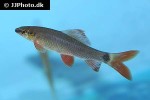 epalzeorhynchos munense epalzeorhynchos munense