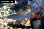 epalzeorhynchos munense epalzeorhynchos munense
