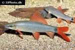 epalzeorhynchos munense epalzeorhynchos munense