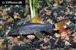 epalzeorhynchos munense epalzeorhynchos munense