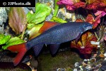 epalzeorhynchos munense epalzeorhynchos munense