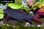 epalzeorhynchos munense epalzeorhynchos munense
