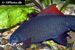 epalzeorhynchos munense epalzeorhynchos munense