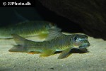 garra bicornuta garra bicornuta