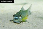 garra bicornuta garra bicornuta