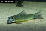 garra bicornuta garra bicornuta