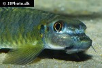 garra bicornuta garra bicornuta