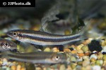 garra cambodgiensis garra cambodgiensis