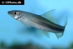 garra cambodgiensis garra cambodgiensis