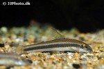 garra cambodgiensis garra cambodgiensis